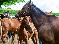 KS300622-17 - Cupboard Love & foal by Territories